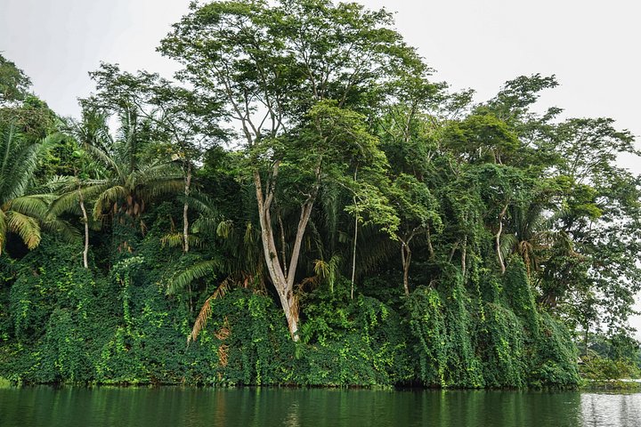 Safari in barca sul Lago Gatún, osservazione della fauna selvatica del Canale di Panama e brunch a Casco Viejo, foto 9 | wizardtrip