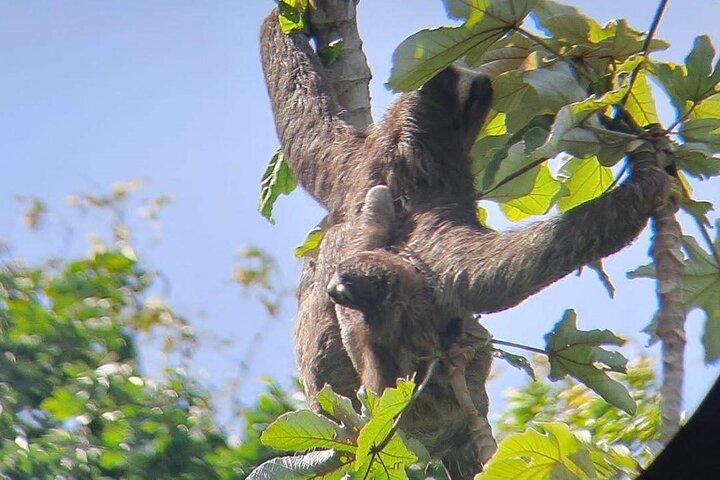 Safari in barca sul Lago Gatún, osservazione della fauna selvatica del Canale di Panama e brunch a Casco Viejo, foto 10 | wizardtrip