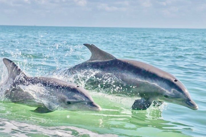 Delfinkryssning i Pensacola Beach | Frisky Mermaid | wizardtrip