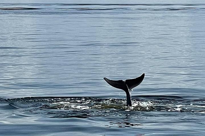Dolphin watching cruise on the Frisky Mermaid boat in Pensacola Beach, Florida, photo 9 | wizardtrip