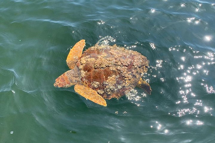 Dolphin watching cruise on the Frisky Mermaid boat in Pensacola Beach, Florida, photo 12 | wizardtrip