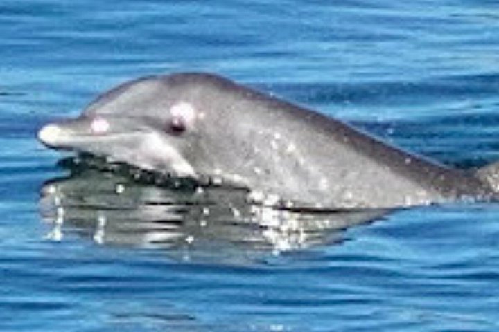 Dolphin watching cruise on the Frisky Mermaid boat in Pensacola Beach, Florida, photo 14 | wizardtrip