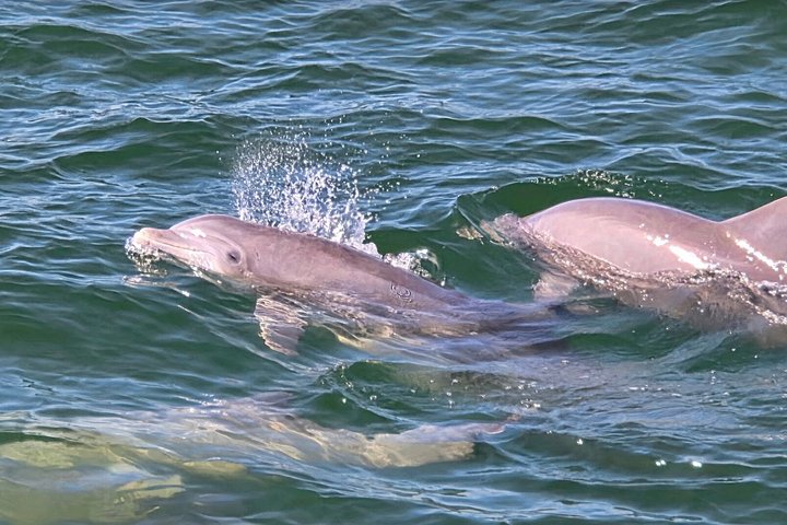 Dolphin watching cruise on the Frisky Mermaid boat in Pensacola Beach, Florida, photo 17 | wizardtrip