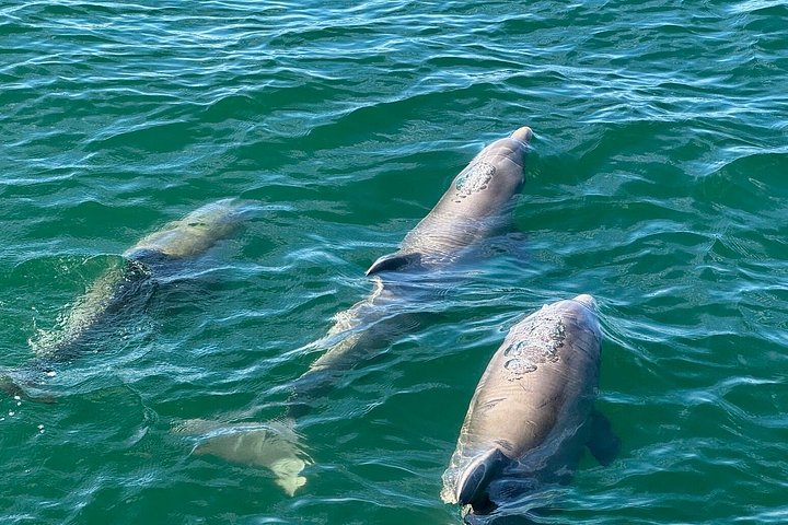 Dolphin watching cruise on the Frisky Mermaid boat in Pensacola Beach, Florida, photo 20 | wizardtrip