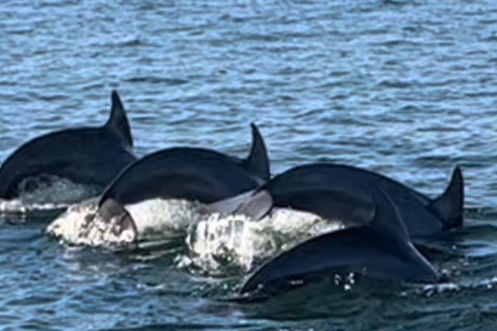 Dolphin watching cruise on the Frisky Mermaid boat in Pensacola Beach, Florida, photo 22 | wizardtrip