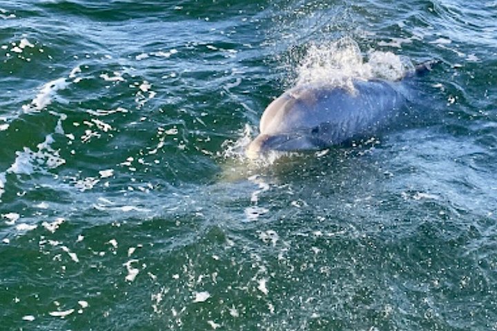 Dolphin watching cruise on the Frisky Mermaid boat in Pensacola Beach, Florida, photo 24 | wizardtrip