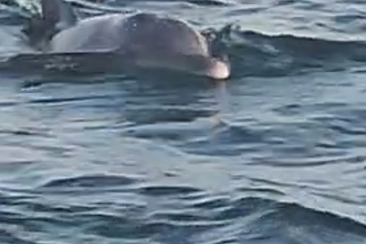 Dolphin watching cruise on the Frisky Mermaid boat in Pensacola Beach, Florida, photo 28 | wizardtrip