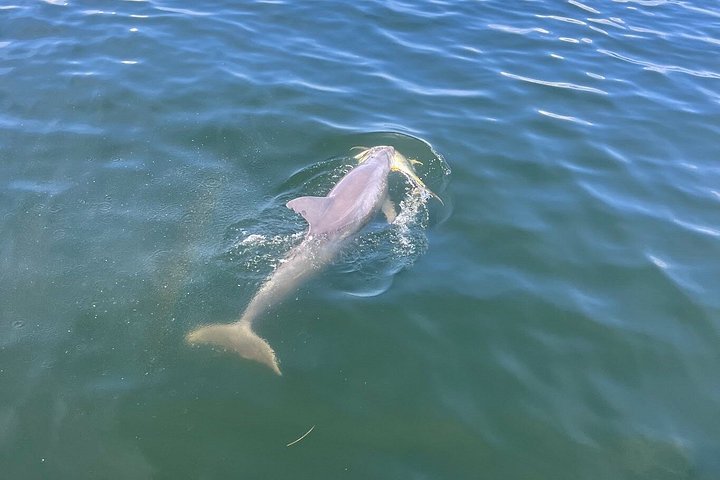 Dolphin watching cruise on the Frisky Mermaid boat in Pensacola Beach, Florida, photo 30 | wizardtrip