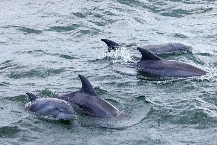 Dolphin watching cruise on the Frisky Mermaid boat in Pensacola Beach, Florida, photo 31 | wizardtrip