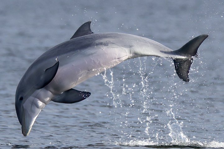 Dolphin watching cruise on the Frisky Mermaid boat in Pensacola Beach, Florida, photo 32 | wizardtrip