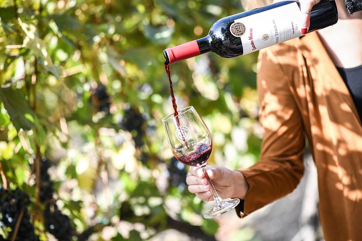 Guidet tur til den historiske Cousiño Macul vingård i Santiago, Chile, med vinsmaking, foto 6 | wizardtrip