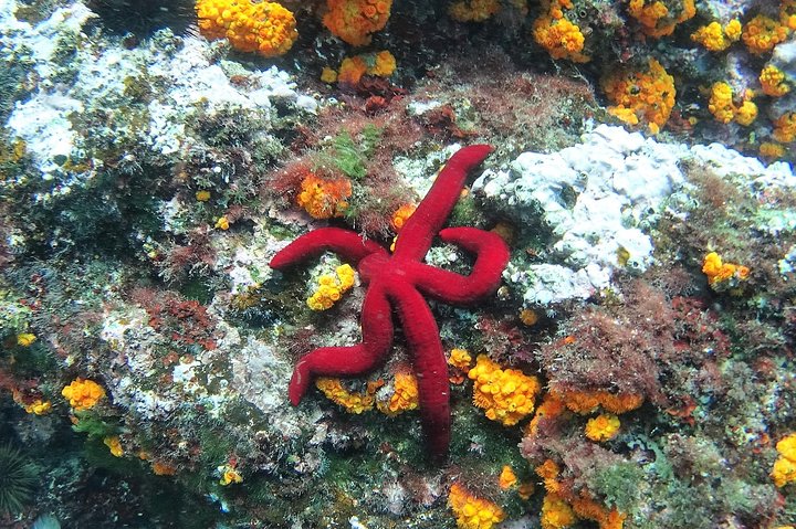 Kajak- og snorkeleventyr i naturparken langs Malagas kyst, Spanien, foto 10 | wizardtrip