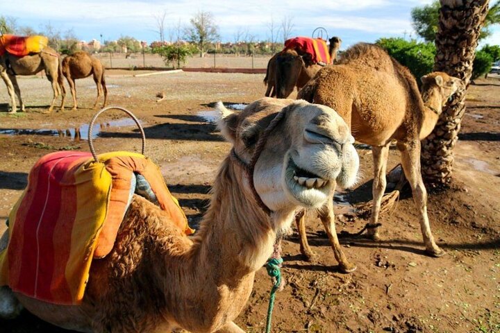 Dagtocht naar Marrakech vanuit Casablanca met kamelenritten, paardenkoetsen en Medina-verkenning, foto 20 | wizardtrip