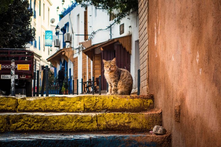 Tour por la ciudad de Casablanca con la Mezquita Hassan II, la Medina y mercados locales, foto 9 | wizardtrip
