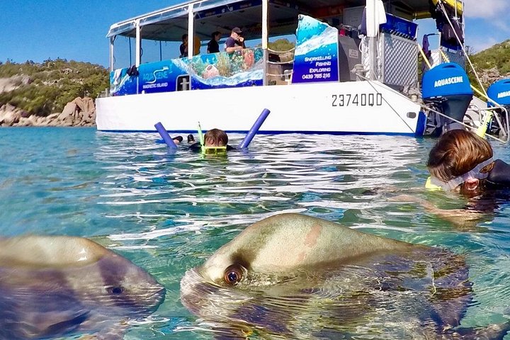 Expérience de snorkeling, paddleboard et rencontres avec la faune lors d'une excursion découverte à Magnetic Island, photo 13 | wizardtrip