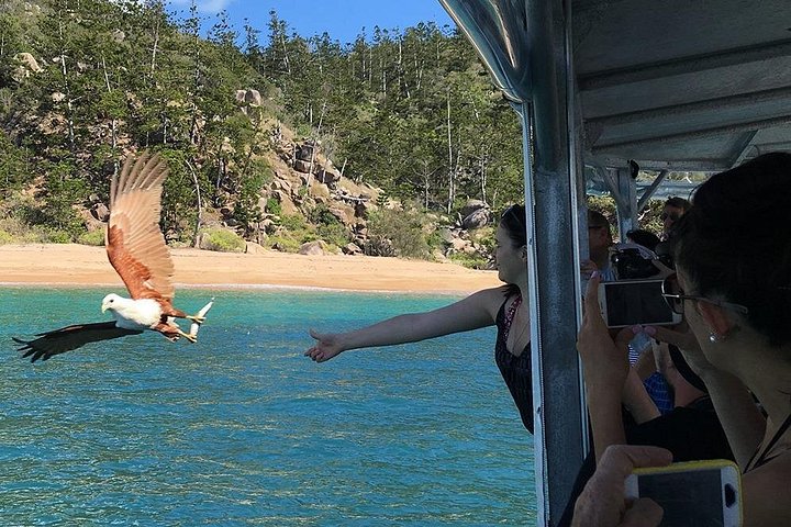 Expérience de snorkeling, paddleboard et rencontres avec la faune lors d'une excursion découverte à Magnetic Island, photo 17 | wizardtrip