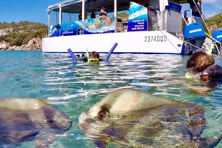 Expérience de snorkeling, paddleboard et rencontres avec la faune lors d'une excursion découverte à Magnetic Island, photo 18 | wizardtrip