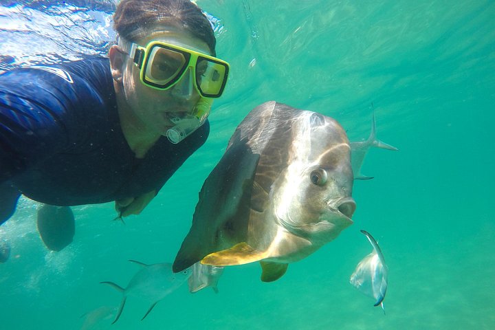 Expérience de snorkeling, paddleboard et rencontres avec la faune lors d'une excursion découverte à Magnetic Island, photo 20 | wizardtrip