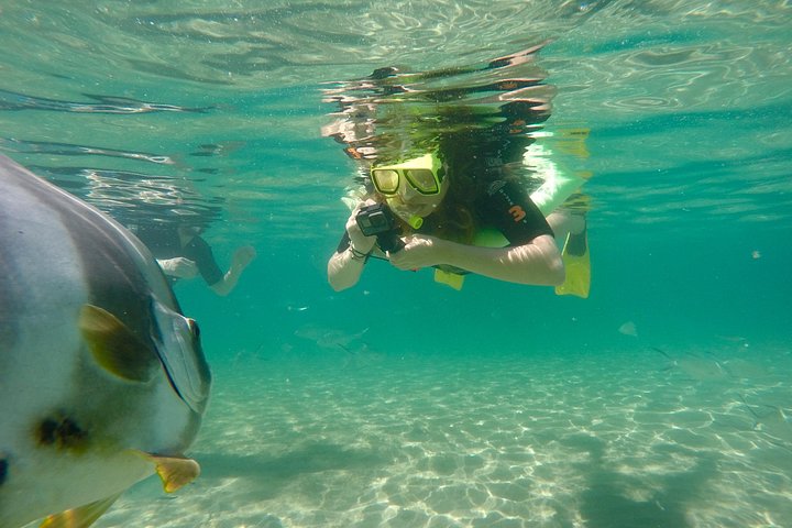 Expérience de snorkeling, paddleboard et rencontres avec la faune lors d'une excursion découverte à Magnetic Island, photo 22 | wizardtrip