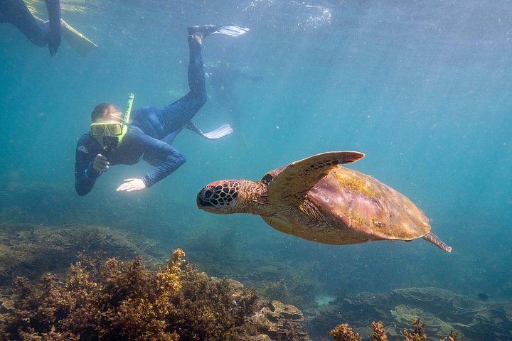 Expérience de snorkeling, paddleboard et rencontres avec la faune lors d'une excursion découverte à Magnetic Island, photo 23 | wizardtrip