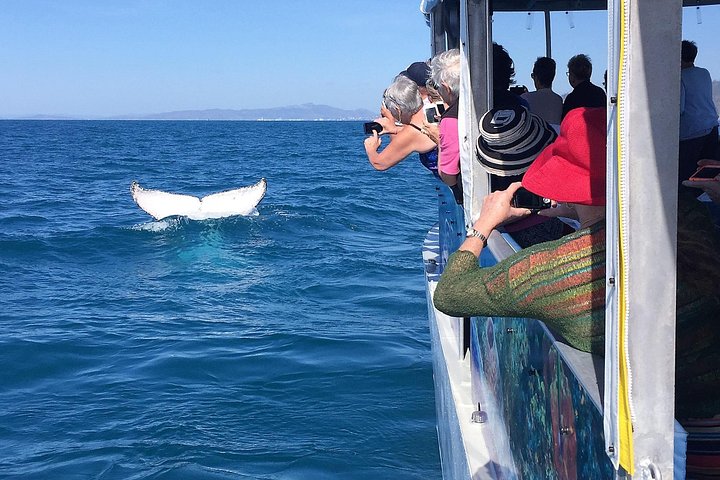Expérience de snorkeling, paddleboard et rencontres avec la faune lors d'une excursion découverte à Magnetic Island, photo 24 | wizardtrip
