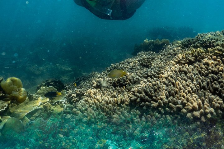 Expérience de snorkeling, paddleboard et rencontres avec la faune lors d'une excursion découverte à Magnetic Island, photo 26 | wizardtrip
