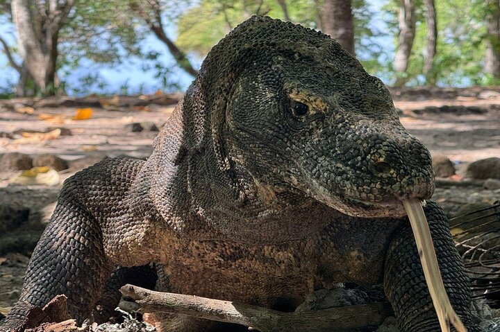 Excursion en bateau rapide explorant le parc national de Komodo, y compris le point de vue de l'île de Padar, les dragons de Komodo et les raies manta, photo 15 | wizardtrip