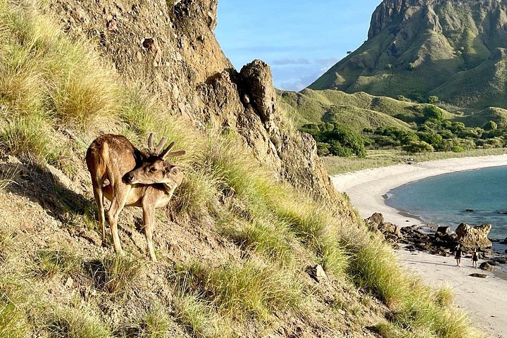 Excursion en bateau rapide explorant le parc national de Komodo, y compris le point de vue de l'île de Padar, les dragons de Komodo et les raies manta, photo 17 | wizardtrip