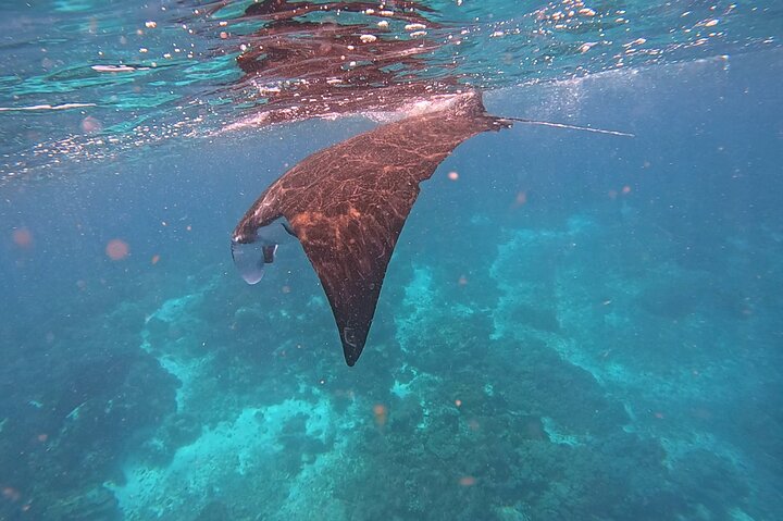 Excursion en bateau rapide explorant le parc national de Komodo, y compris le point de vue de l'île de Padar, les dragons de Komodo et les raies manta, photo 19 | wizardtrip