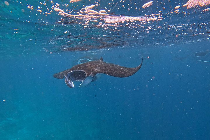 Excursion en bateau rapide explorant le parc national de Komodo, y compris le point de vue de l'île de Padar, les dragons de Komodo et les raies manta, photo 21 | wizardtrip