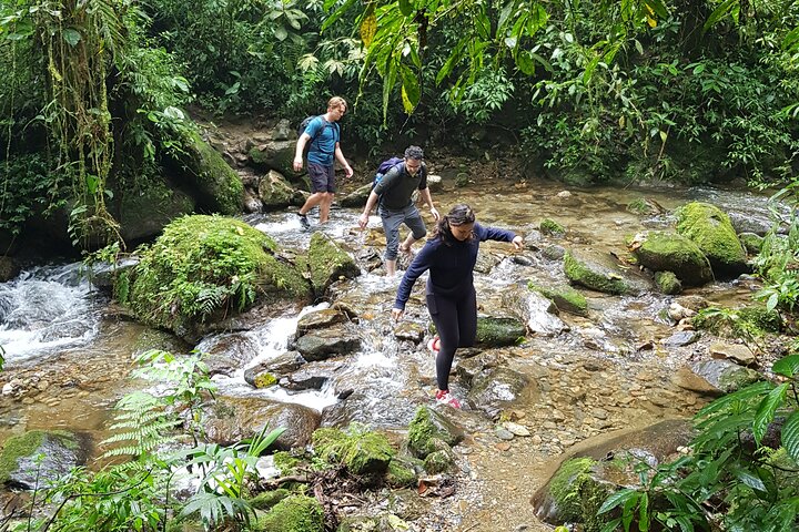 Escursione attraverso lussureggianti foreste nebulari e scoperta di cascate nascoste vicino a Medellín, Colombia, foto 18 | wizardtrip