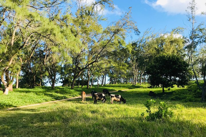 Quad-Tour durch die malerische Landschaft Süd-Mauritius, einschließlich Stränden und Naturwundern, Foto 6 | wizardtrip