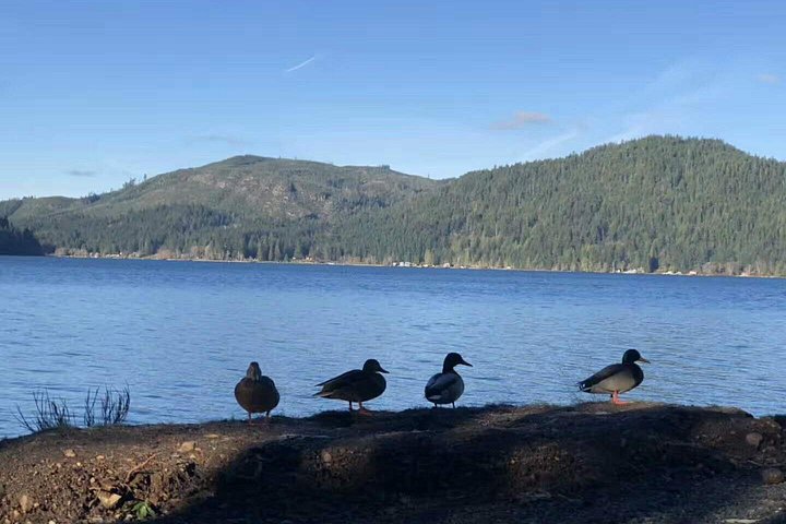 Passeio em grupo pequeno explorando o Parque Nacional Olympic saindo de Seattle, com ferries, montanhas e lagos, foto 11 | wizardtrip
