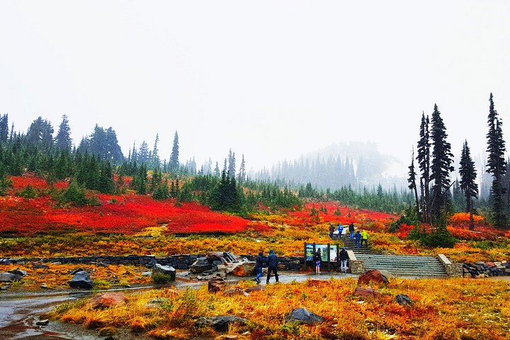Tur med små grupper som utforsker de naturlige underverkene i Mt. Rainier National Park fra Seattle, foto 11 | wizardtrip