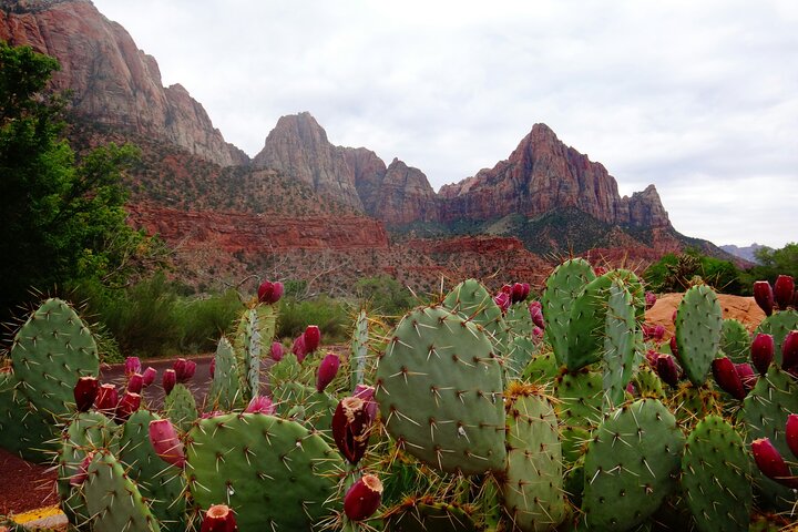 Small group tour exploring the stunning red rock canyons and scenic trails of Zion National Park from Las Vegas, photo 18 | wizardtrip