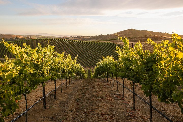 Vinrejse for små grupper fra San Francisco til Napa og Sonoma med vinmarker, vingårde og naturskønne udsigtspunkter, foto 14 | wizardtrip