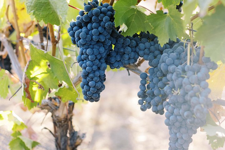 Vinrejse for små grupper fra San Francisco til Napa og Sonoma med vinmarker, vingårde og naturskønne udsigtspunkter, foto 16 | wizardtrip