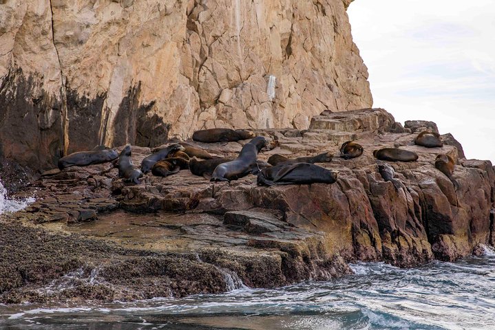Visite touristique de Cabo San Lucas et San Jose del Cabo, Mexique, avec des monuments et des excursions en bateau, photo 14 | wizardtrip