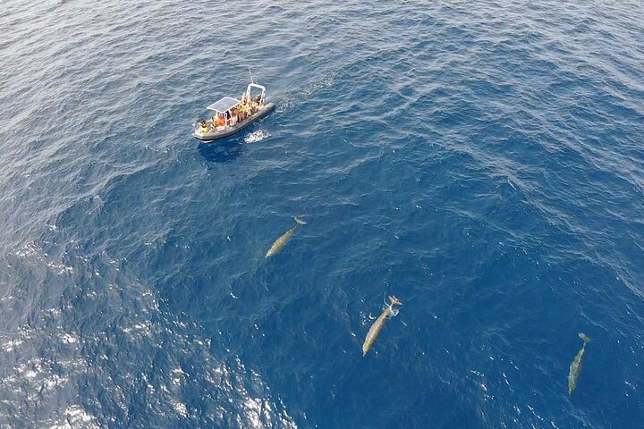 Tour di 2 ore per l'avvistamento di delfini e balene + Snorkeling | wizardtrip
