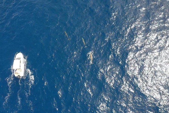 Bådtur på Fuerteventura for hvalsafari med snorkling, foto 7 | wizardtrip