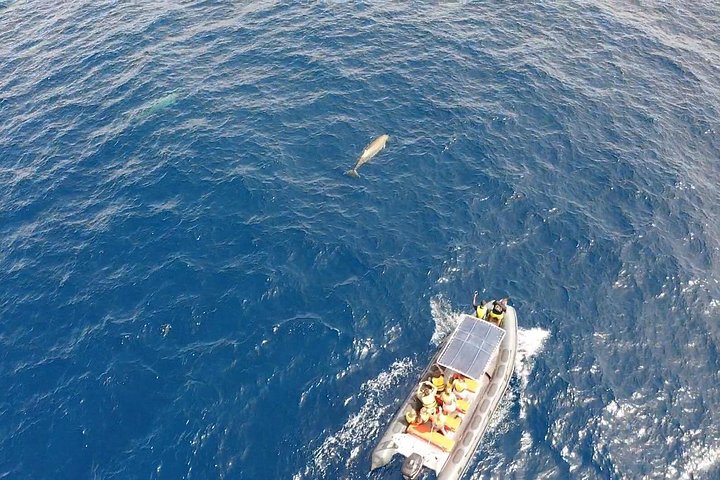 Bådtur på Fuerteventura for hvalsafari med snorkling, foto 8 | wizardtrip