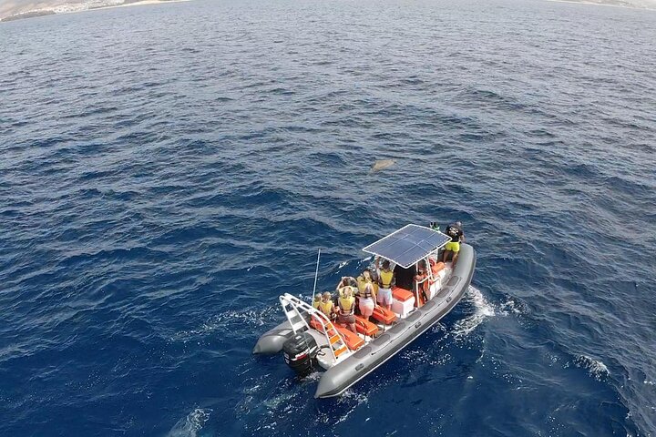 Bådtur på Fuerteventura for hvalsafari med snorkling, foto 9 | wizardtrip