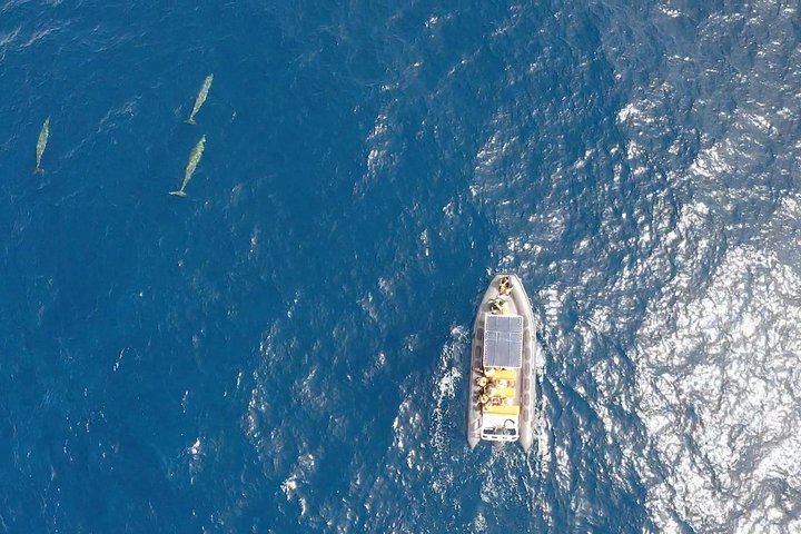 Bådtur på Fuerteventura for hvalsafari med snorkling, foto 10 | wizardtrip