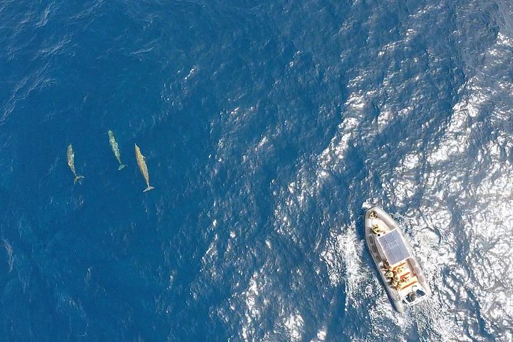 Bådtur på Fuerteventura for hvalsafari med snorkling, foto 11 | wizardtrip
