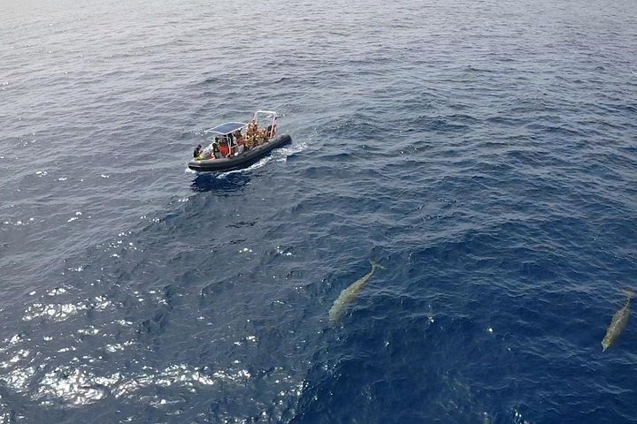 Bådtur på Fuerteventura for hvalsafari med snorkling, foto 12 | wizardtrip