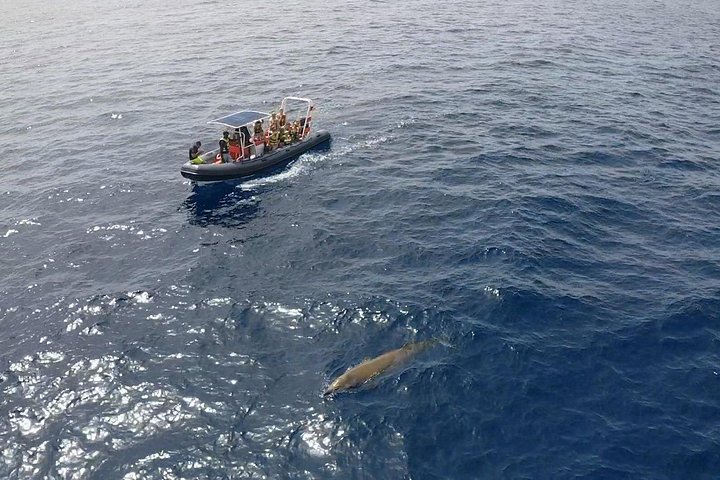 Bådtur på Fuerteventura for hvalsafari med snorkling, foto 13 | wizardtrip