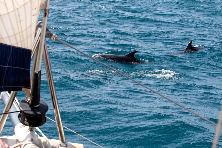 Goditi una crociera in catamarano di mezza giornata lungo la costa dell'isola di Sal, Capo Verde, con nuoto e snorkeling, foto 12 | wizardtrip