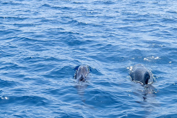 Goditi una crociera in catamarano di mezza giornata lungo la costa dell'isola di Sal, Capo Verde, con nuoto e snorkeling, foto 14 | wizardtrip