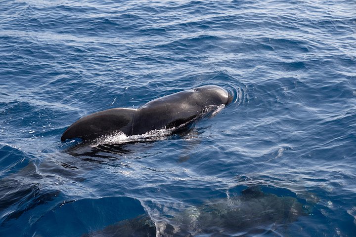 Goditi una crociera in catamarano di mezza giornata lungo la costa dell'isola di Sal, Capo Verde, con nuoto e snorkeling, foto 28 | wizardtrip