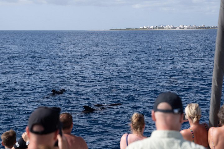 Goditi una crociera in catamarano di mezza giornata lungo la costa dell'isola di Sal, Capo Verde, con nuoto e snorkeling, foto 30 | wizardtrip